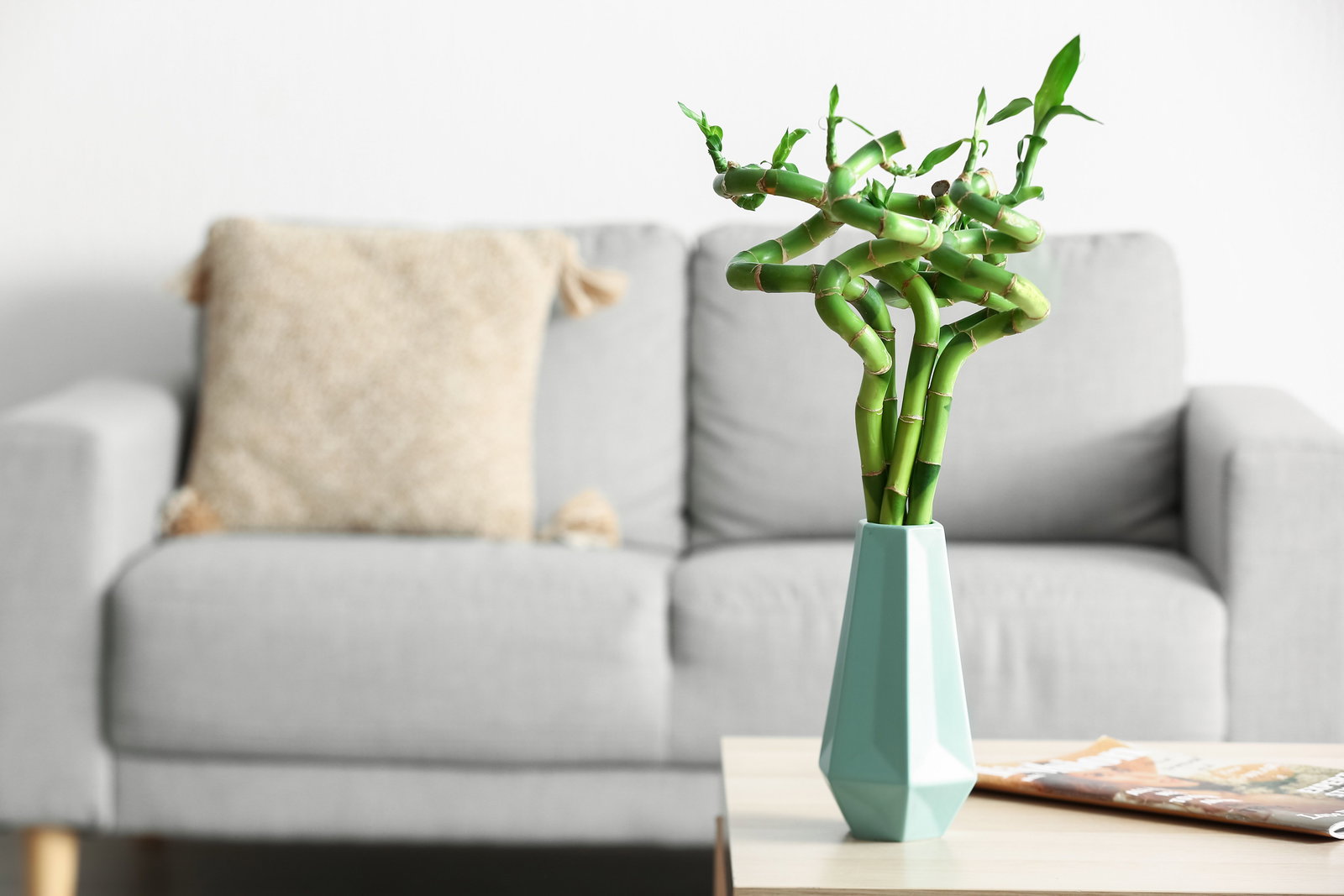 Lucky Bamboo - gedrehter Bambus gnstig kaufen