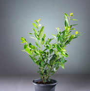 monstera frozen freckles pflege Monstera Frozen Freckles  Foliage Dreams