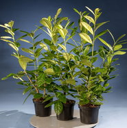 philodendron domesticum variegata Philodendron domesticum variegata 4"  Kent East Hill Nursery
