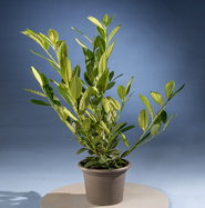 Kirschlorbeer Diana - Prunus laurocerasus Diana gnstig kaufen