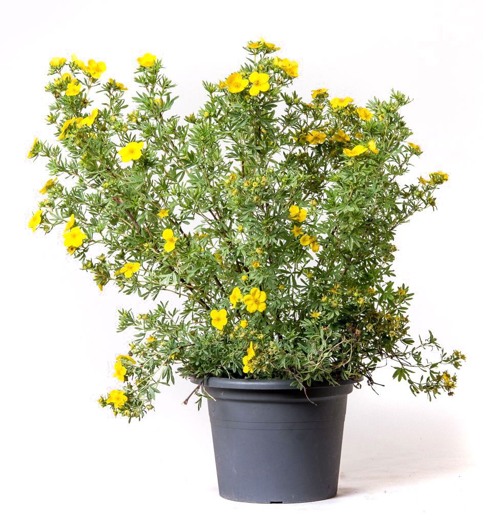 Fingerstrauch Goldfinger - Potentilla fruticosa Goldfinger günstig kaufen
