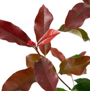 Glanzmispel Camilvy - Photinia fraseri Camilvy gnstig kaufen