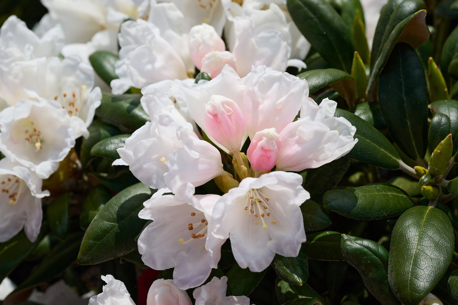 Rhododendron Blue Leaves - Rhododendron yakushimanum Blue Leaves ...