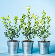 jap. stechpalme Japanische Stechpalme Fastigiata - Ilex crenata fastigiata
