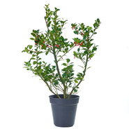 thuja brabant pflanzabstand Thuja 