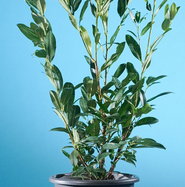 Aufrechter Kirschlorbeer Herbergii - Prunus laurocerasus Herbergii gnstig  kaufen