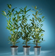 Aufrechter Kirschlorbeer Herbergii - Prunus laurocerasus Herbergii gnstig  kaufen