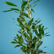 Aufrechter Kirschlorbeer Herbergii - Prunus laurocerasus Herbergii gnstig  kaufen