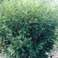 Aufrechter Kirschlorbeer Herbergii - Prunus laurocerasus Herbergii gnstig  kaufen