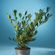Breitwchsiger Kirschlorbeer Otto Luyken - Prunus laurocerasus Otto Luyken  gnstig kaufen