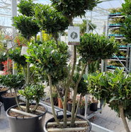 Breitwchsiger Kirschlorbeer Otto Luyken - Prunus laurocerasus Otto Luyken  gnstig kaufen