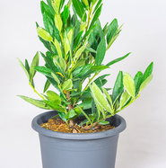 seltene monstera kaufen Seltene Monstera Burle Marx Flame kaufen main image 0