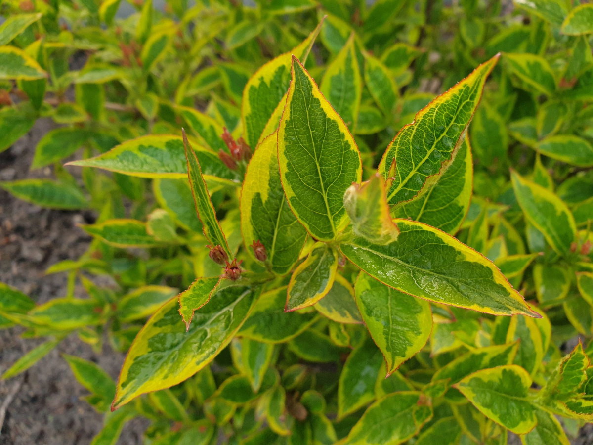 Weigelie Brigela Weigela florida Brigela günstig kaufen