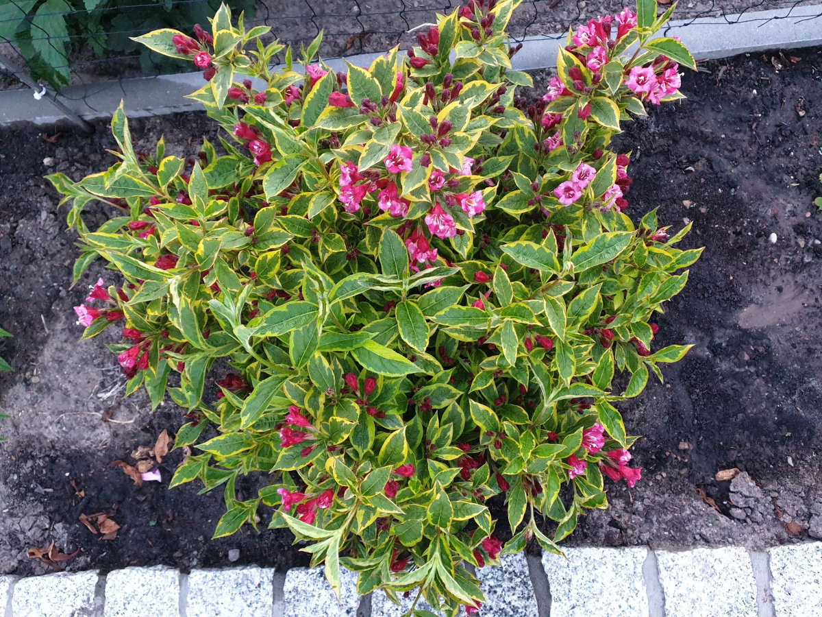 Weigelie Brigela Weigela florida Brigela günstig kaufen