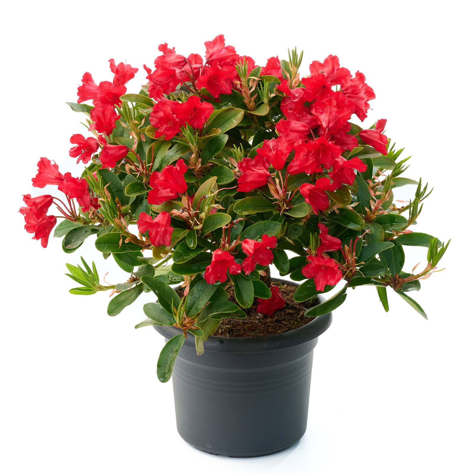 Zwergrhododendron Rotkppchen - Rhododendron repens Rotkppchen gnstig  kaufen