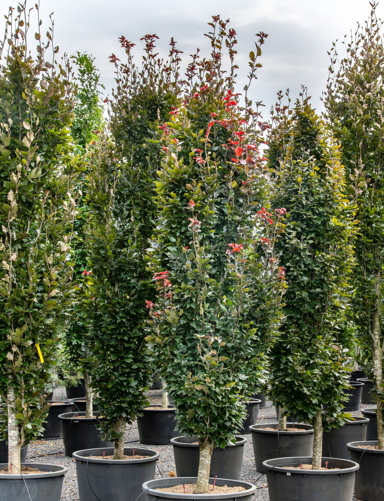 fargesia rufa pflanzen XXL Fargesia Rufa Bambus 180 cm im Topf – Winterharter Schirmbambus bi –  Blumen-Senf®