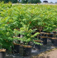 Hirschkolben-Sumach, Essigbaum - Rhus typhina gnstig kaufen