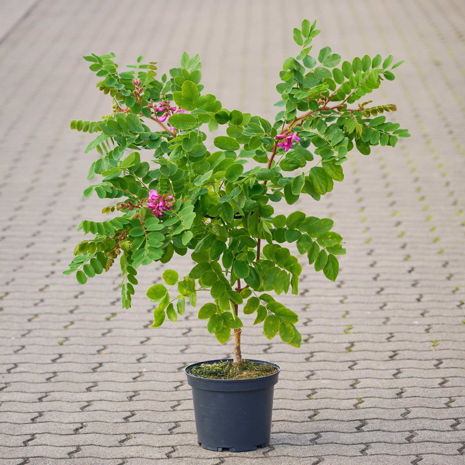 Borstenrobinie - Robinia hispida Macrophylla gnstig kaufen