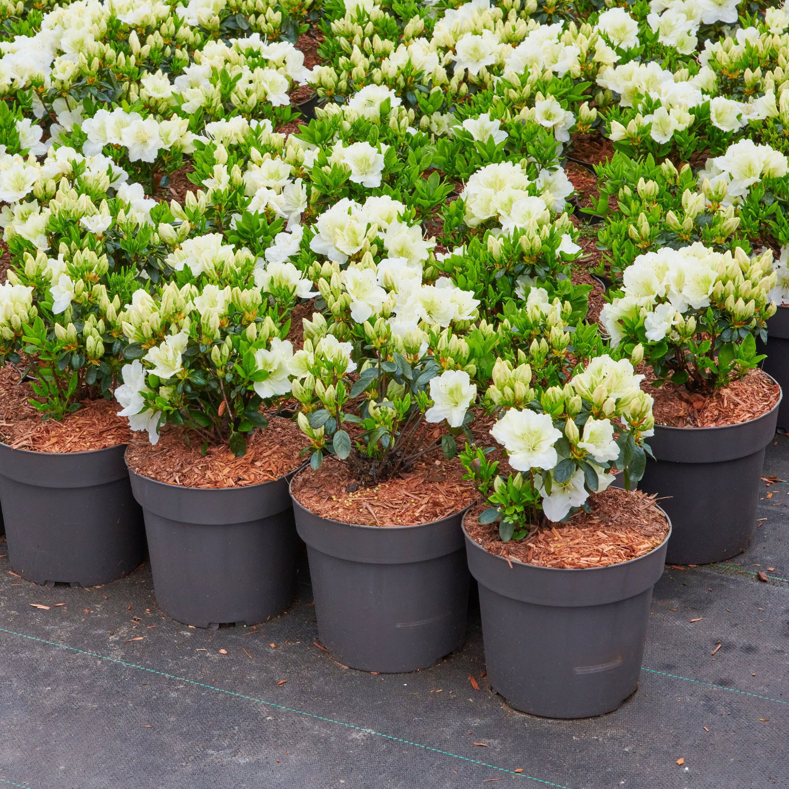 Japanische Azalee Maischnee - Rhododendron obtusum Maischnee gnstig kaufen