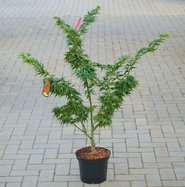 Bonsaiahorn Mikawa yatsubusa - Acer palmatum Mikawa yatsubusa gnstig kaufen