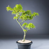 Bonsaiahorn Mikawa yatsubusa - Acer palmatum Mikawa yatsubusa gnstig kaufen