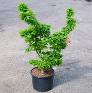 Bonsaiahorn Mikawa yatsubusa - Acer palmatum Mikawa yatsubusa gnstig kaufen
