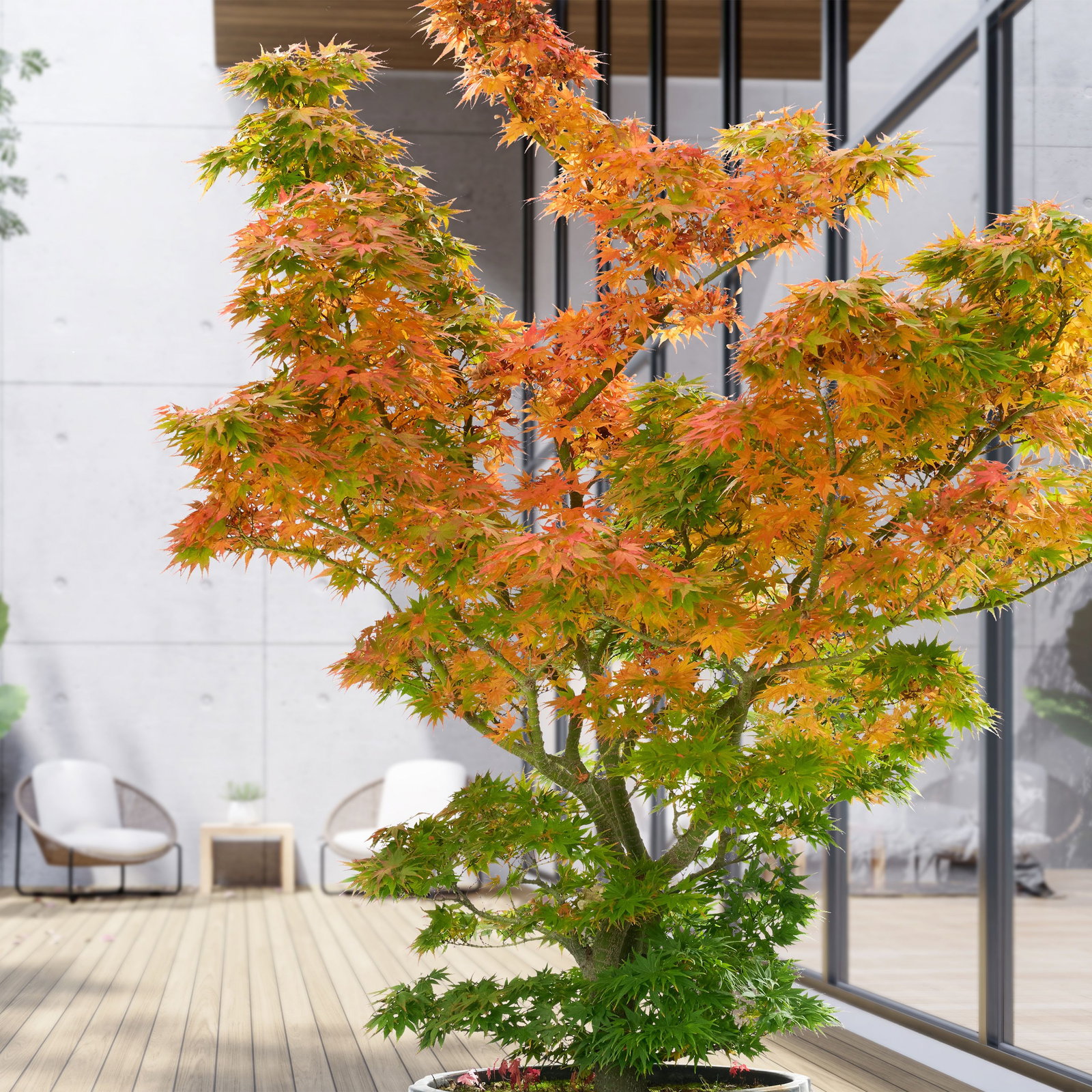 Bonsaiahorn Mikawa yatsubusa - Acer palmatum Mikawa yatsubusa gnstig kaufen