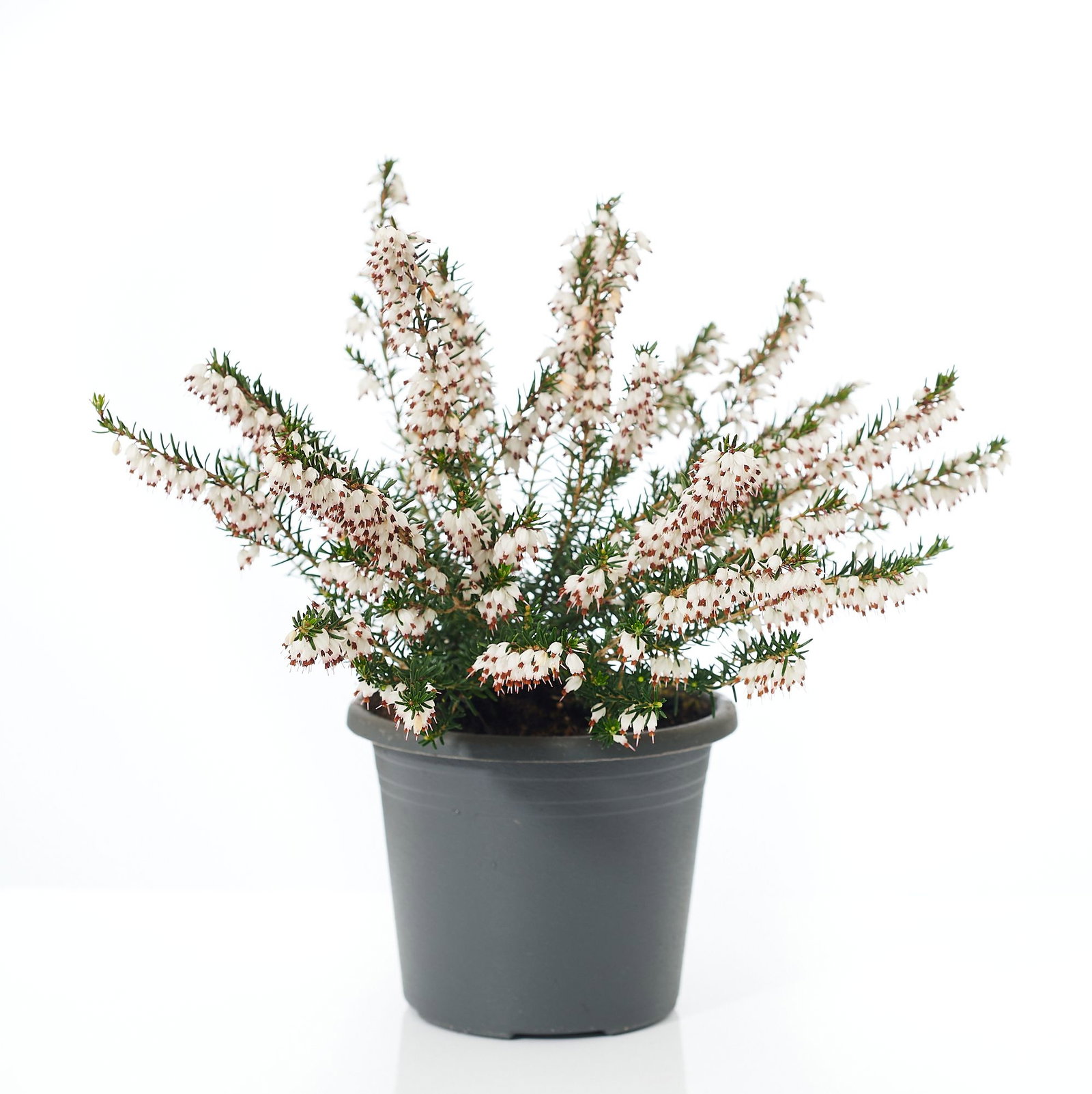 Ab Wann Kann Man Winterheide Kaufen Winterheide weiß - Erica carnea weiß günstig kaufen