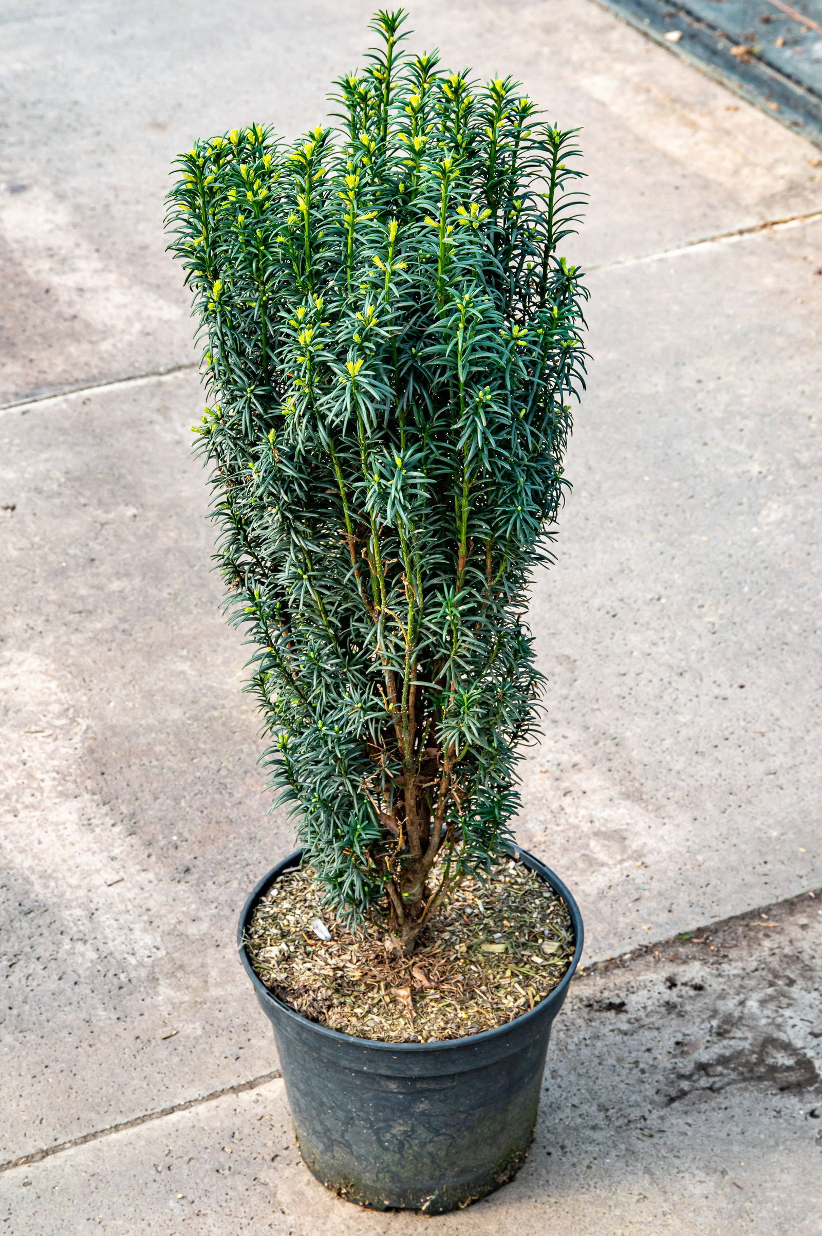 Eibe Litfa - Taxus baccata Litfa gnstig kaufen