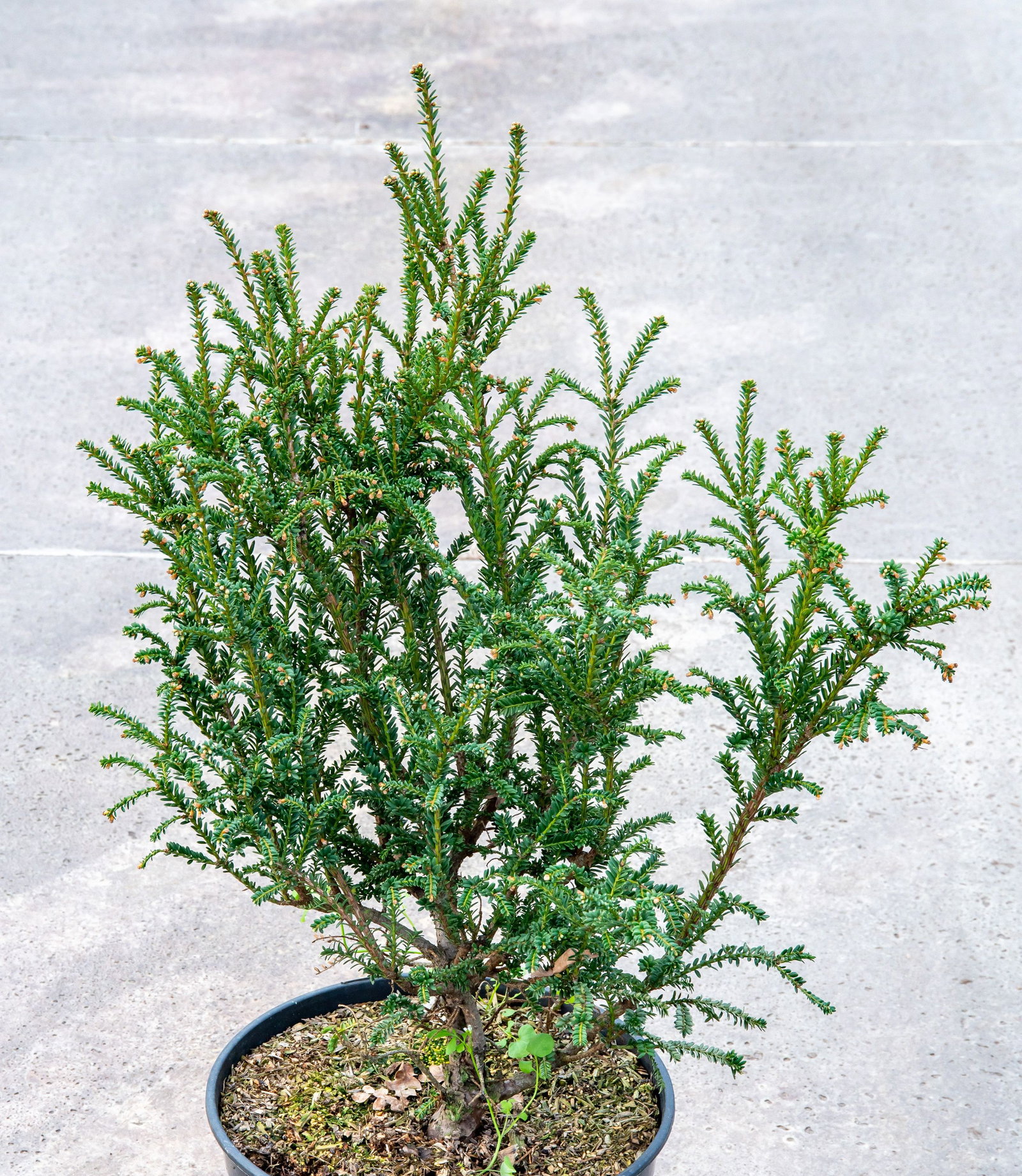 Eibe Rushmoore - Taxus baccata Rushmore gnstig kaufen