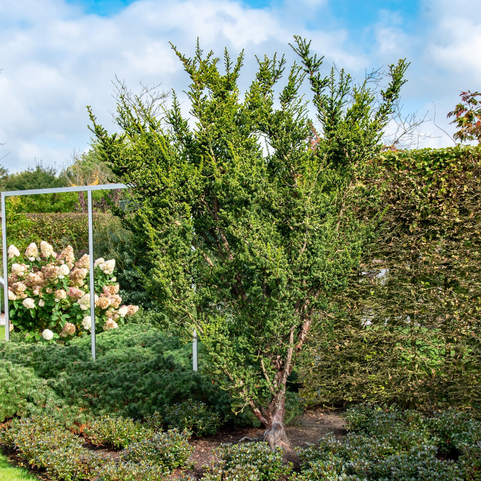 thuja for sale Green Giant Arborvitae - Evergreen Privacy Thuja