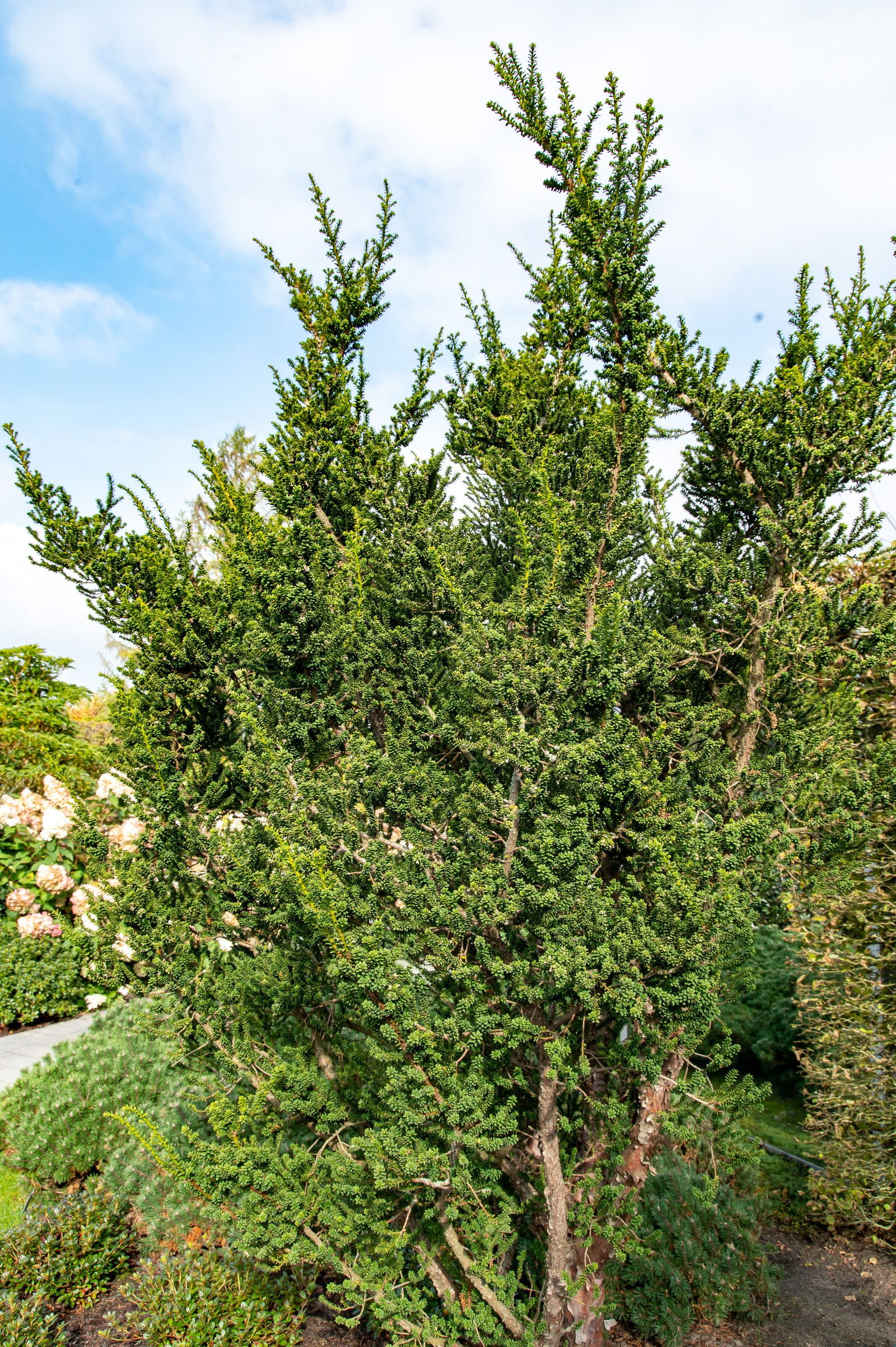 Eibe Amersfoort - Taxus cuspidata Amersfoort gnstig kaufen