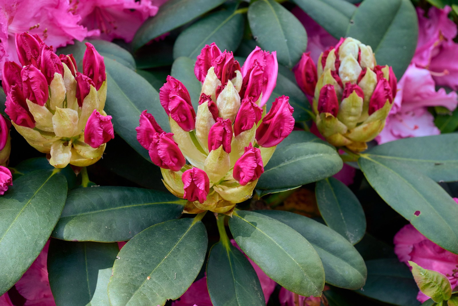 Rhododendron Haithabu - Rhododendron Hybride Haithabu gnstig kaufen