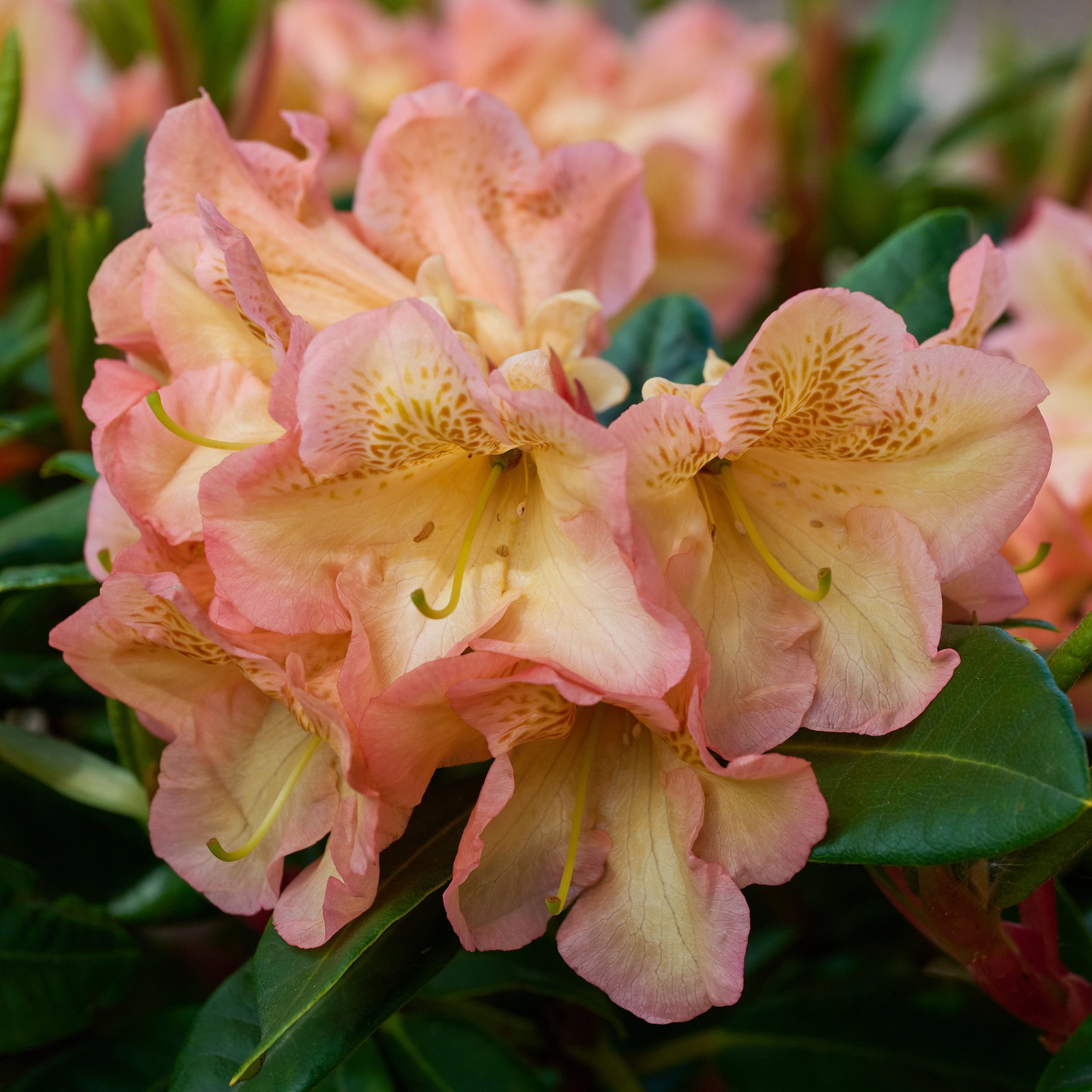 Rhododendron Orange Flirt - Rhododendron Hybride Orange Flirt gnstig kaufen