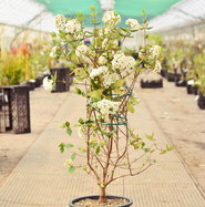 Viburnum burkwoodii - Osterschneeball | jetzt gnstig online kaufen bei  pflanzmich.de!