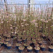 bio bis dünger Naturmeister Bio Dünger Pellets