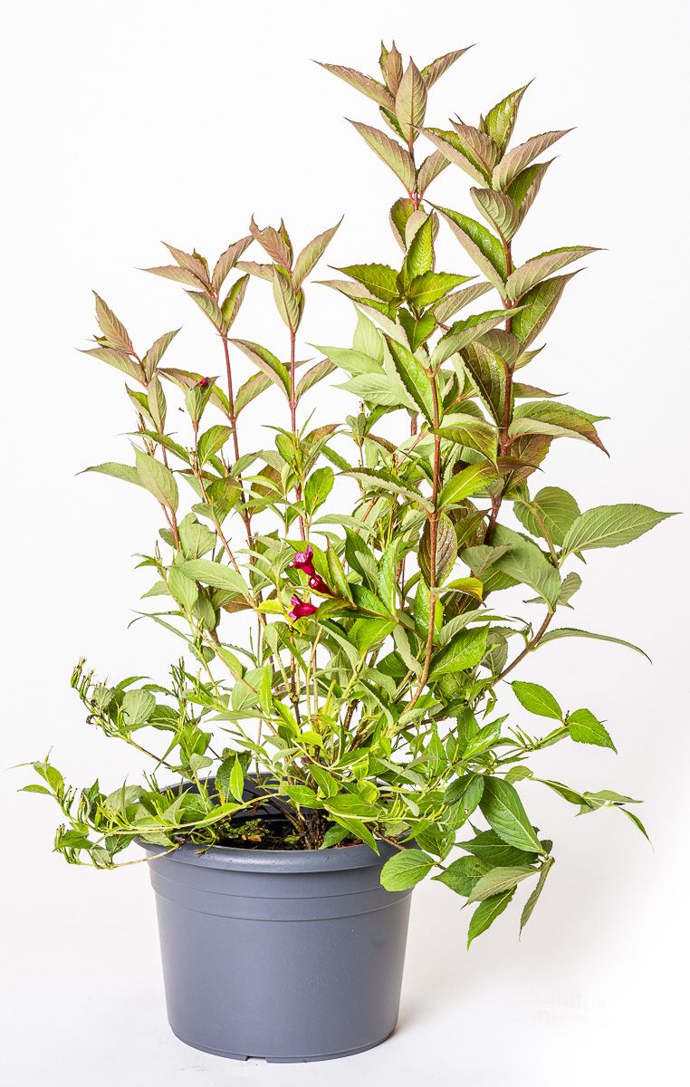 Weigelie Eva Rathke Weigela Eva Rathke günstig kaufen