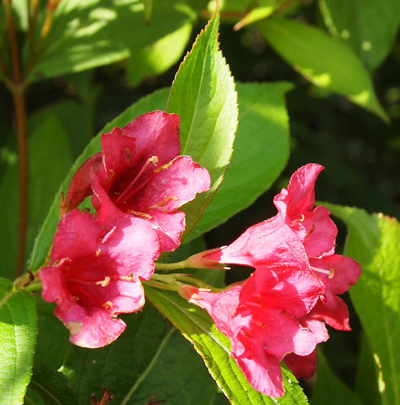 Weigelie Eva Rathke Weigela Eva Rathke günstig kaufen