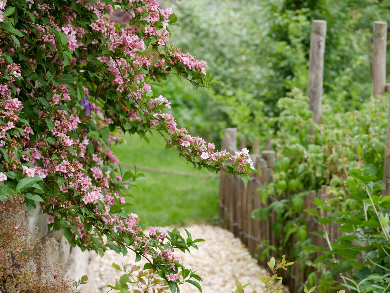 Rosa Weigelie - Weigela florida gnstig kaufen