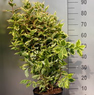 Weigela florida Nana Variegata - Buntblttrige Weigelie | jetzt gnstig  online kaufen!
