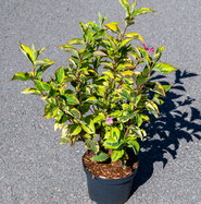 Weigela florida Nana Variegata - Buntblttrige Weigelie | jetzt gnstig  online kaufen!