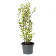 Weigela florida Nana Variegata - Buntblttrige Weigelie | jetzt gnstig  online kaufen!