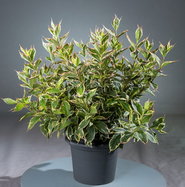Weigela florida Nana Variegata - Buntblttrige Weigelie | jetzt gnstig  online kaufen!