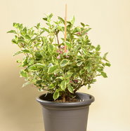 Weigela florida Nana Variegata - Buntblttrige Weigelie | jetzt gnstig  online kaufen!