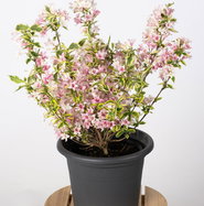 Weigela florida Nana Variegata - Buntblttrige Weigelie | jetzt gnstig  online kaufen!