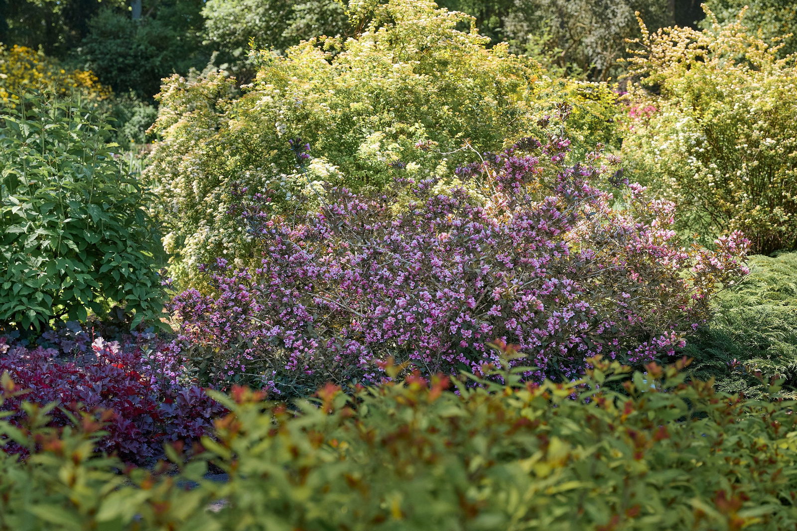 Weigela florida Purpurea Rotblättrige Weigelie