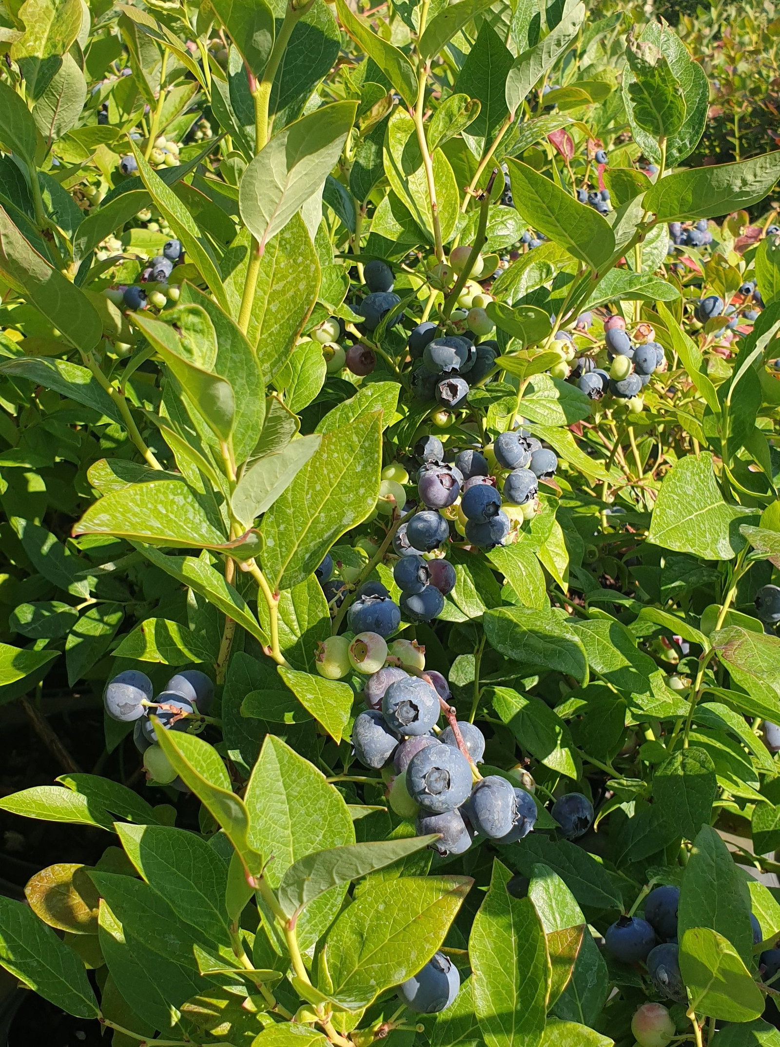 Blaubeeren - Heidelbeeren | jetzt gnstig online kaufen bei pflanzmich.de!