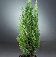 Sulenzypresse - Chamaecyparis lawsoniana Ellwoodii gnstig online kaufen
