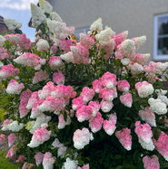 Rispenhortensie Pinky Winky, Hydrangea paniculata Pinky winky - gnstig  online kaufen