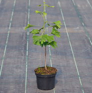 Fcherblattbaum - Ginkgo biloba gnstig kaufen